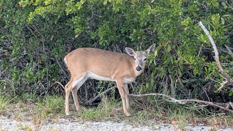 Wildlife Encounters Are Practically Guaranteed