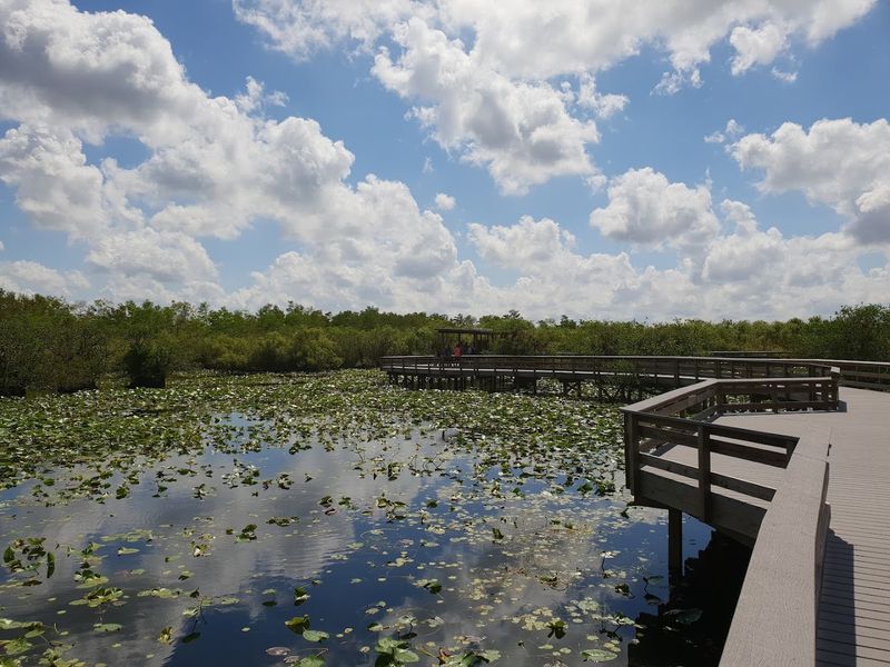 Anhinga Trail Access And Boardwalk Magic
