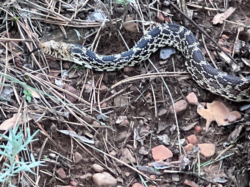 Wildlife Encounters That Add to the Trail's Wild Edge