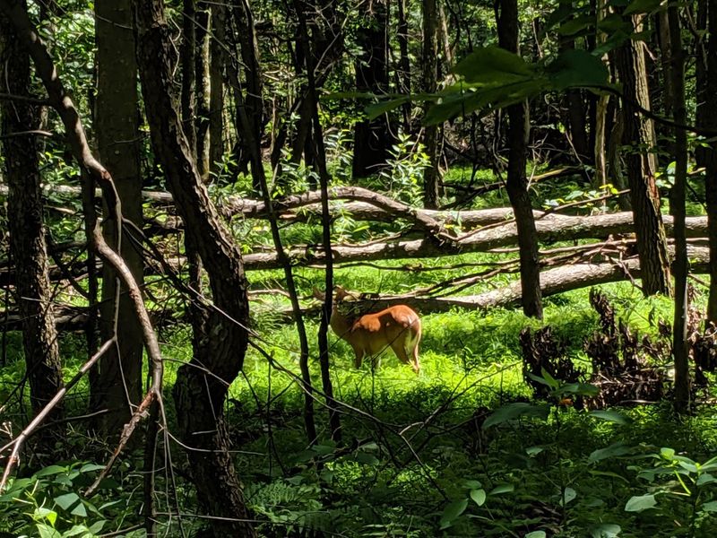 Wildlife Encounters That Feel Like Small Surprises Wildlife Encounters That Feel Like Small Surprises