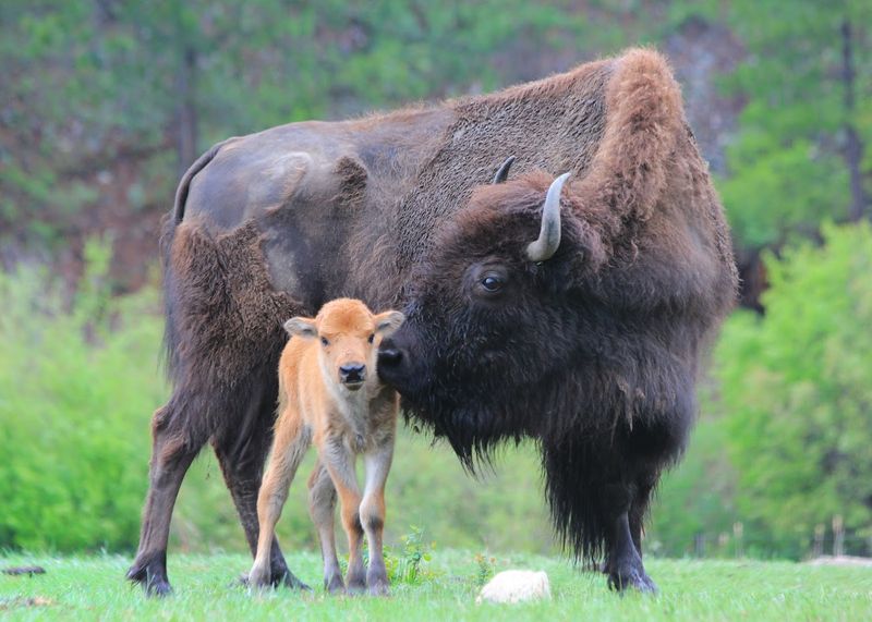 Wildlife Encounters That Remind You Nature Is The Main Character