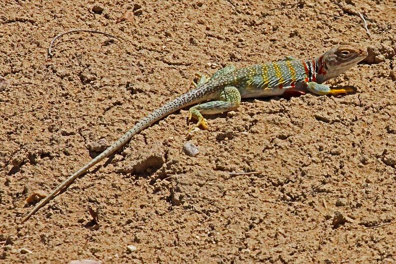 Wildlife Encounters That Remind You This Place Is Very Much Alive