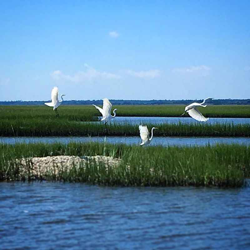 Wildlife Encounters That Stop You In Your Tracks