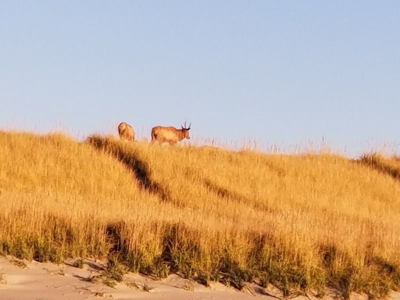 Wildlife Encounters That Will Genuinely Stop You In Your Tracks