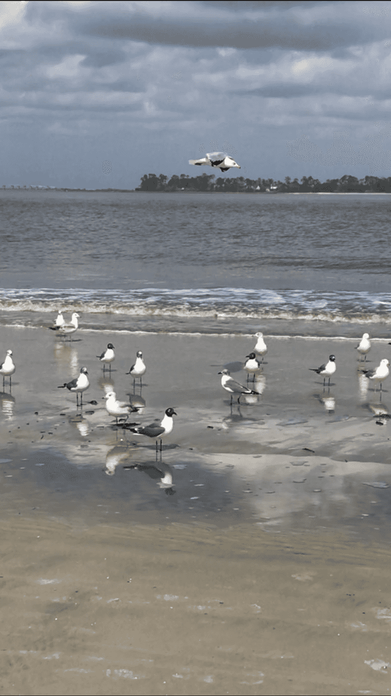 Wildlife Encounters That Will Genuinely Surprise You