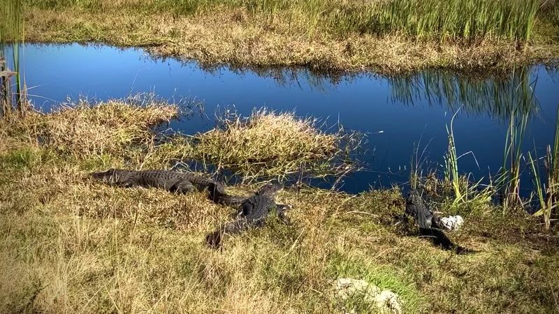 Wildlife Encounters at Every Turn
