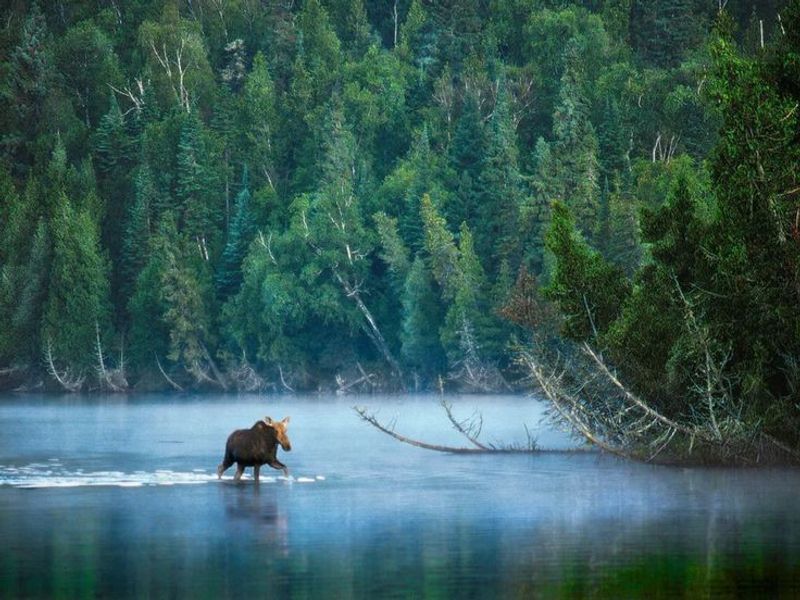 Wildlife Is Part Of The Atmosphere, Not A Guaranteed Performance