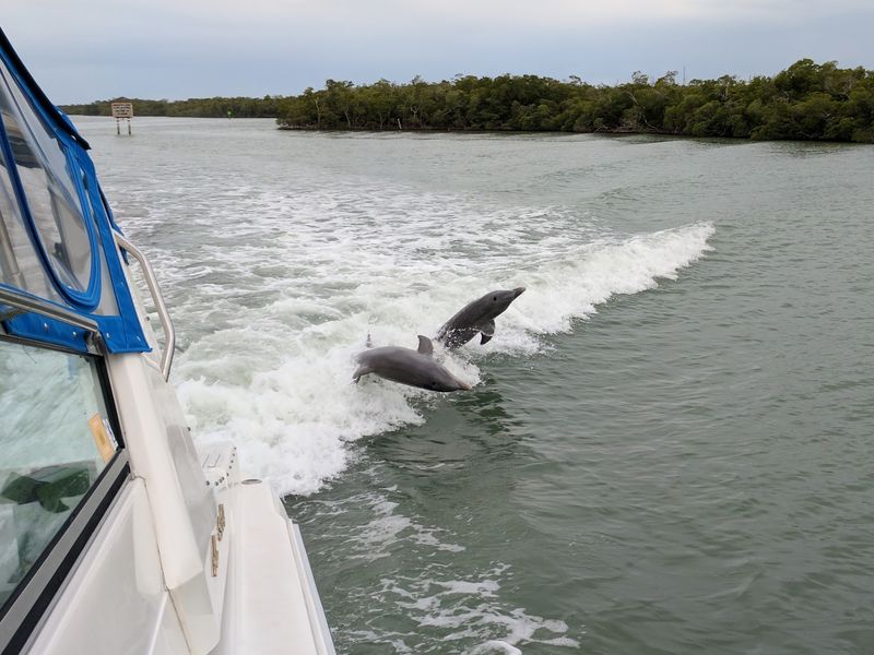 Wildlife Might Steal The Spotlight From Your Shells