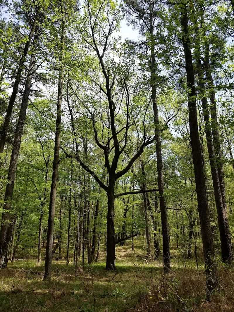 Wildlife Paths Through The Trees