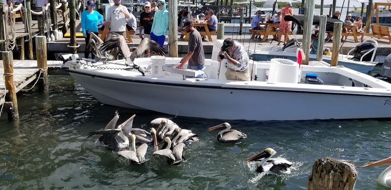 Wildlife, Pelicans, And The Living Dock Experience Wildlife, Pelicans, And The Living Dock Experience