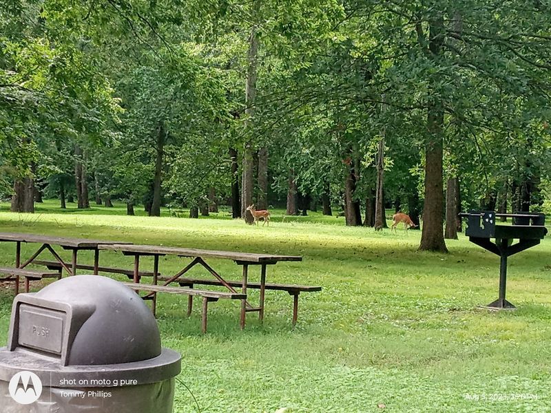 Wildlife, Picnics, And Playful Extras