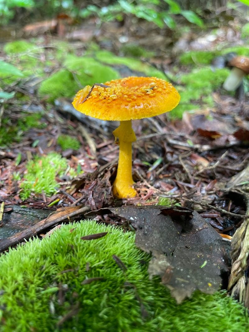 Wildlife, Plants, And Fungi Along The Trail