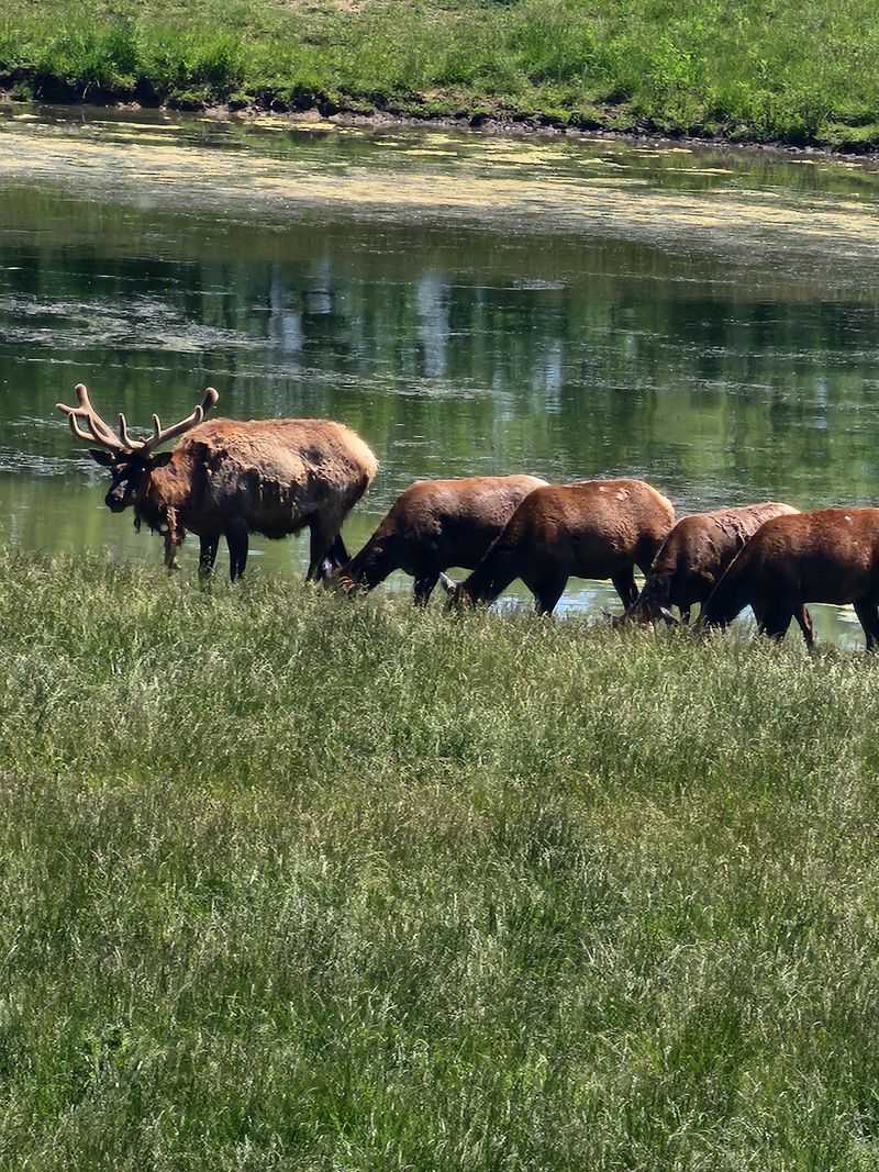 Wildlife Prairie Park, Hanna City