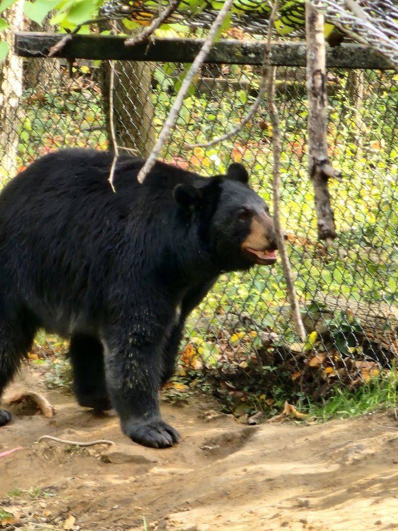 Wildlife Prairie Park, Peoria Wildlife Prairie Park, Peoria