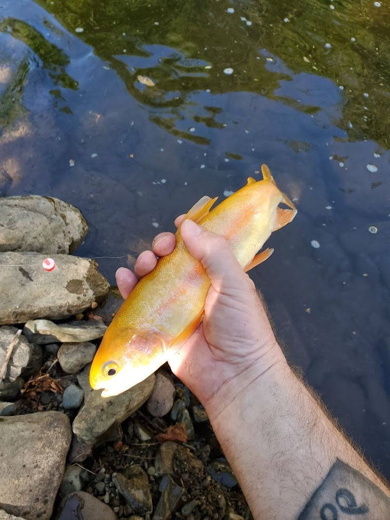 Fresh Trout Fishing Right at the Creek