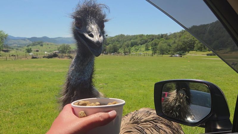 Wildlife Safari