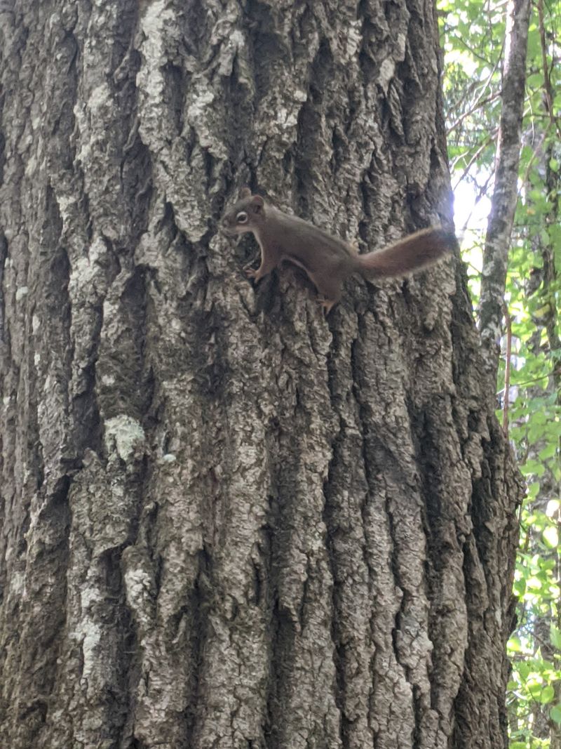Wildlife Sightings Big And Small