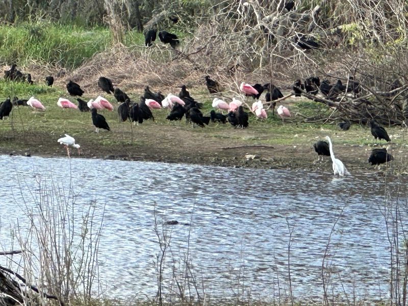 Wildlife Sightings Include Alligators, Herons, Spoonbills, Deer, And Tortoises