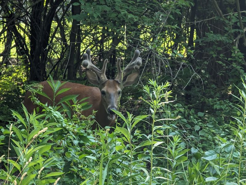Wildlife Sightings Keep Hikers Coming Back
