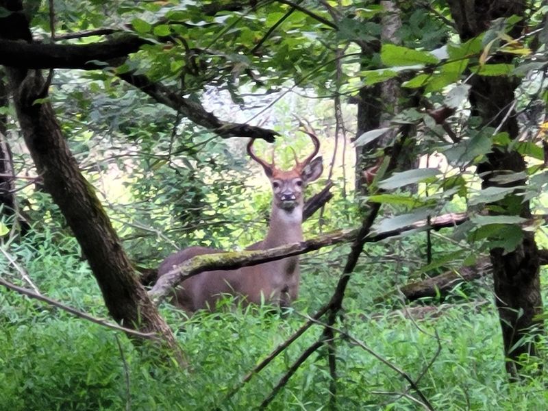 Wildlife Sightings That Will Stop You Mid-Stride