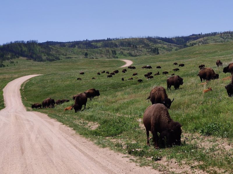 Wildlife So Close It Feels Almost Unreal