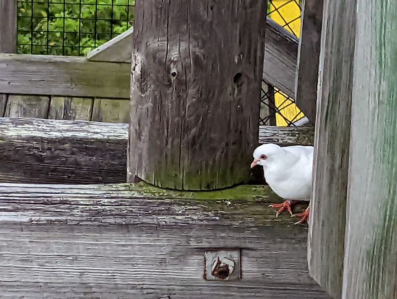 Wildlife Spotting Beyond The Snakes