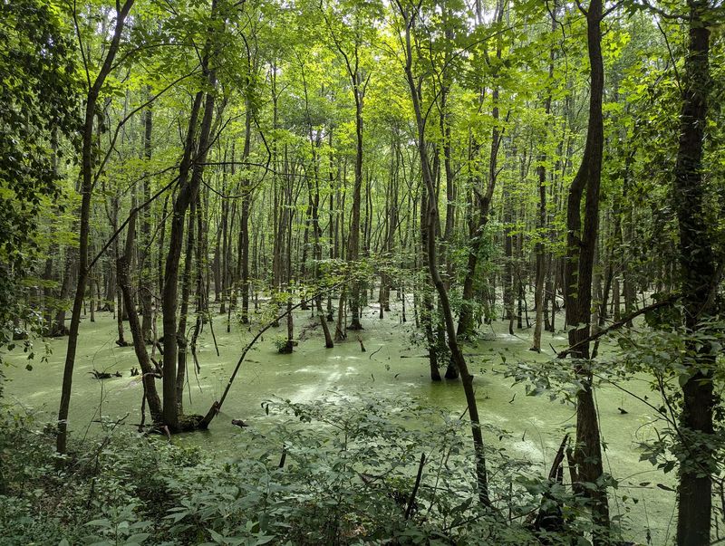 Wildlife, Swamps, And Changing Scenery