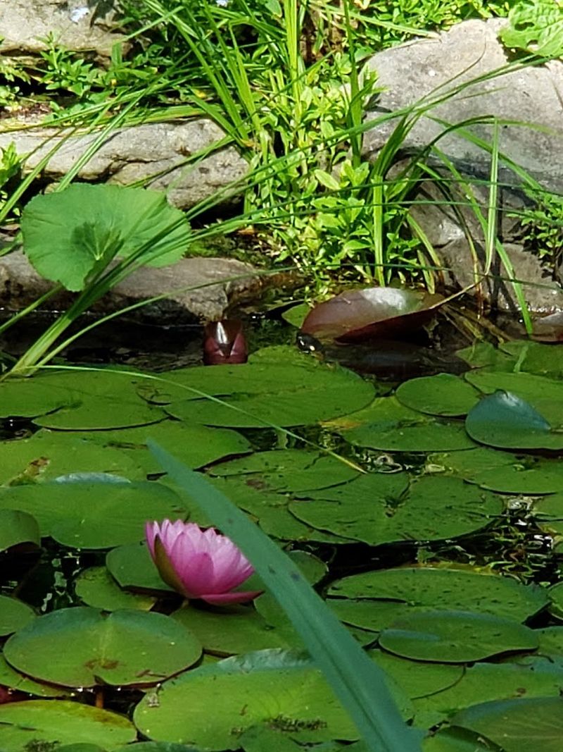 Wildlife That Actually Shows Up Wildlife That Actually Shows Up