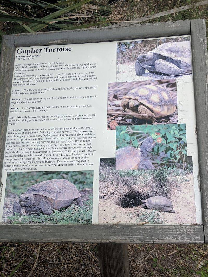 Wildlife That Makes Every Walk An Event