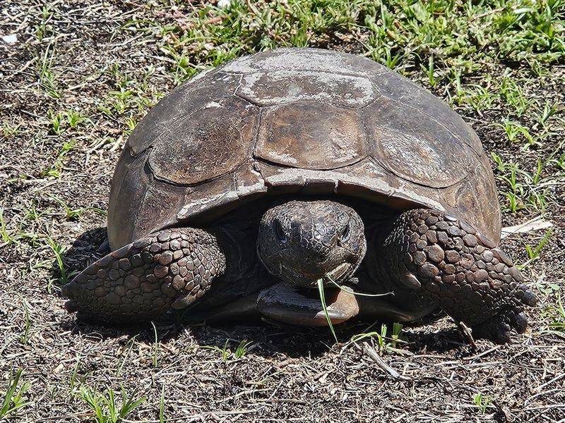 Wildlife That Now Claims The Fort As Home