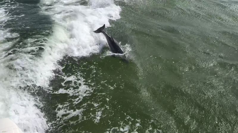 Wildlife That Shares The Shore Wildlife That Shares The Shore