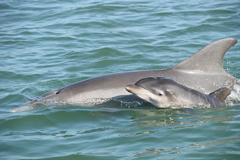 Wildlife That Shares The Shoreline