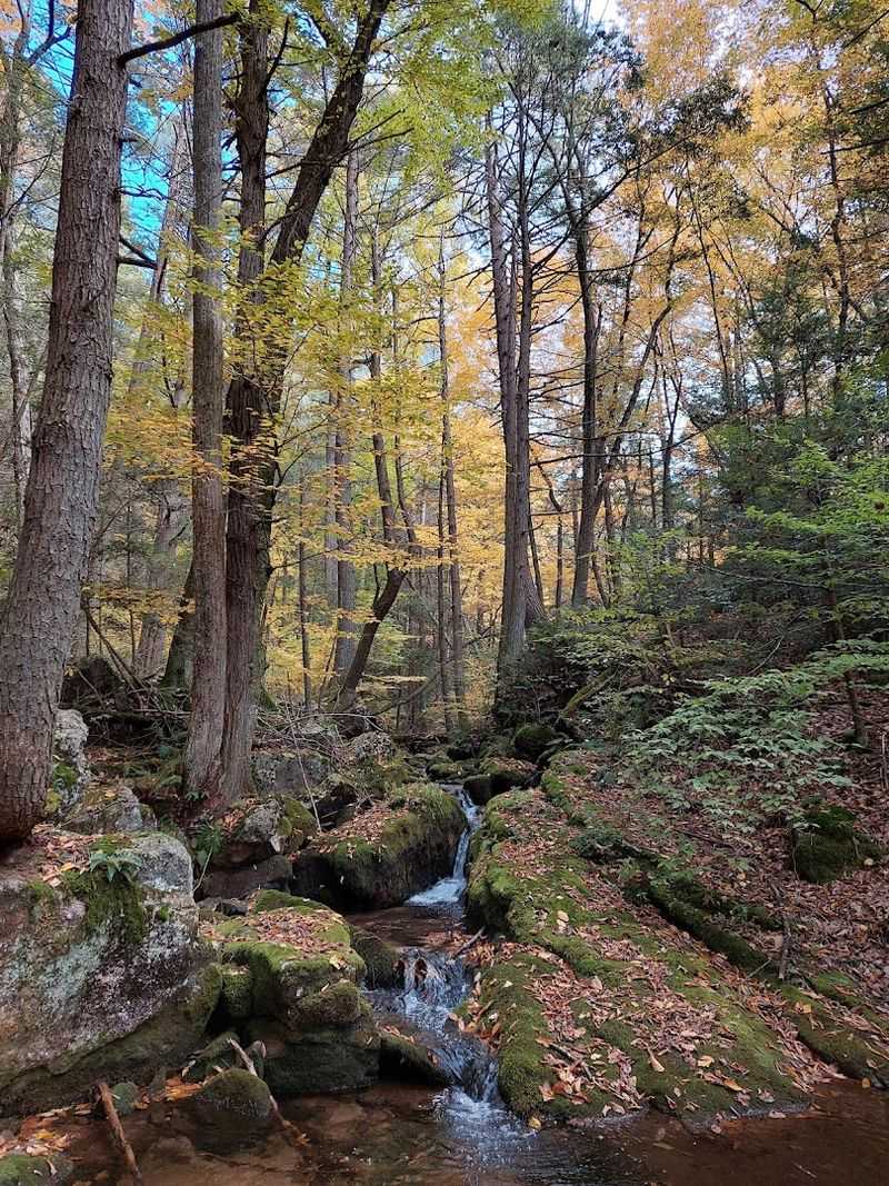 Four Seasons, Four Completely Different Forests