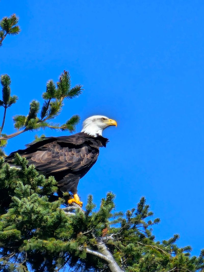 Wildlife That Steals the Show