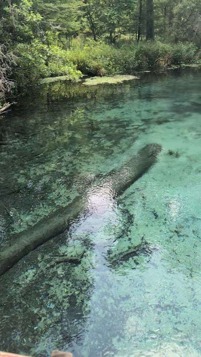 The Underwater Caves That Fuel The Flow