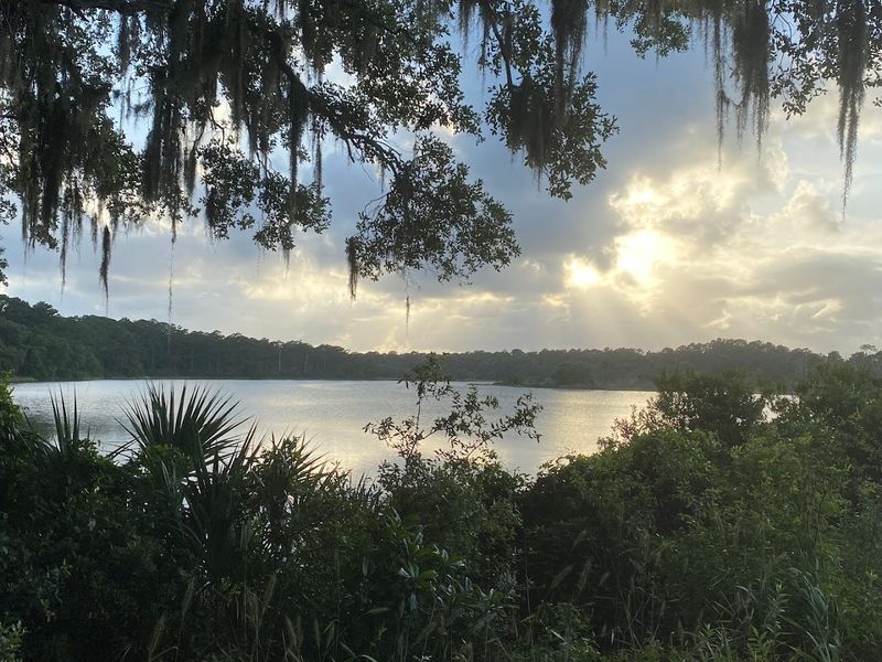 The Magic Of Spanish Mosd And Live Oak Trees