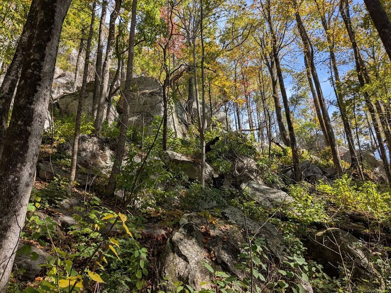 Wildlife Thrives In Remote Mountain Habitat