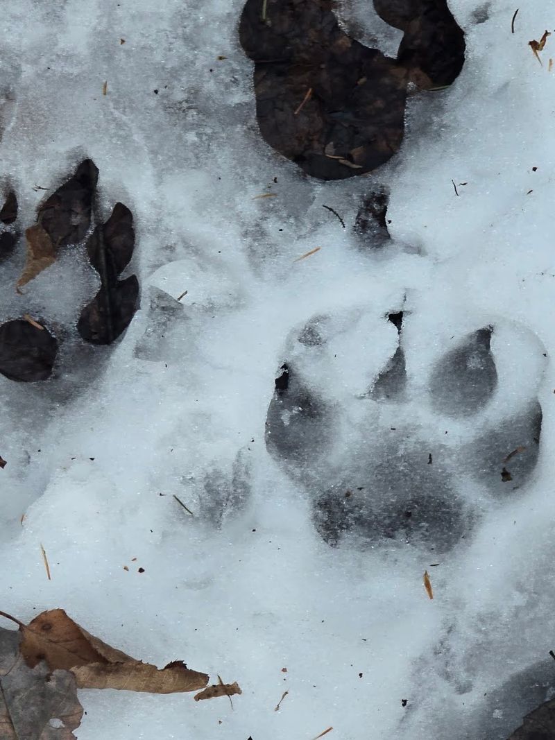 Wildlife Tracking Is Surprisingly Easy Here Wildlife Tracking Is Surprisingly Easy Here