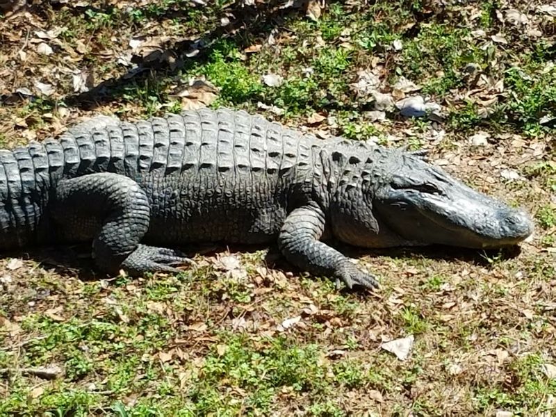 Wildlife Views By The Water