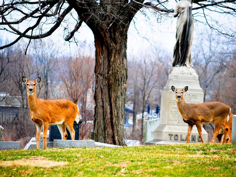 Wildlife Wandering Among The Graves Wildlife Wandering Among The Graves