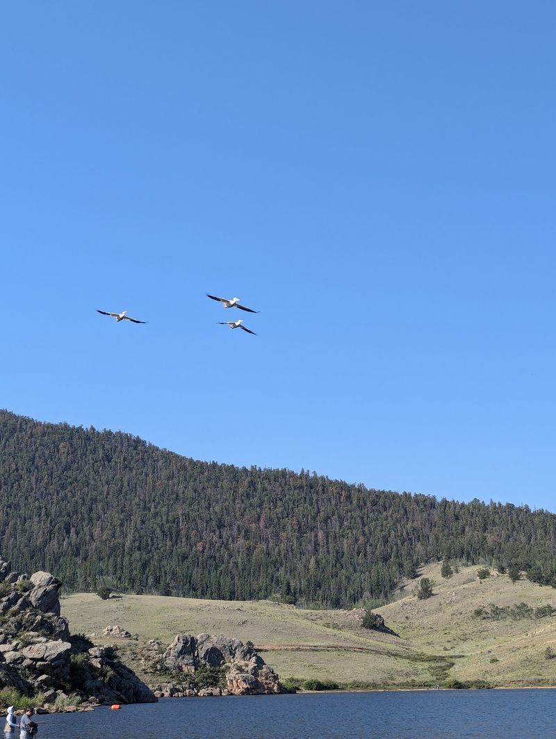 Wildlife Watching Adds A Second Reason To Linger
