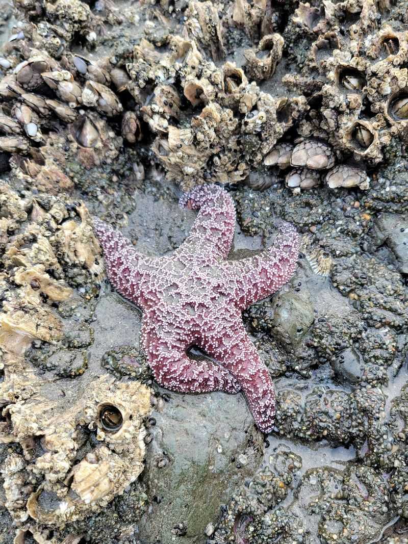 Wildlife Watching Along The Coast