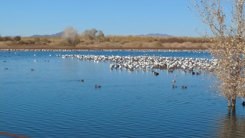 Wildlife Watching At The Refuges