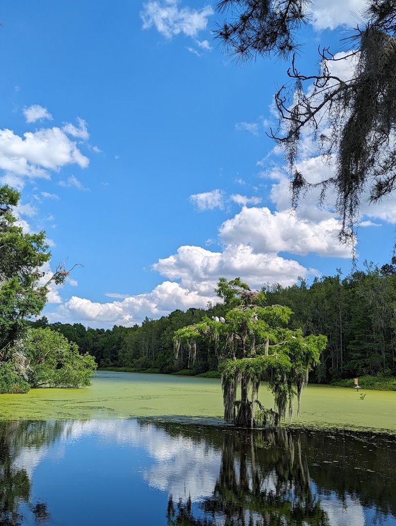 Wildlife Watching Beyond The Alligators