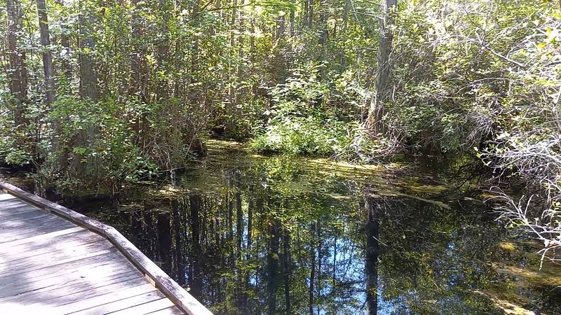 Wildlife Watching Here Goes Well Beyond Alligators