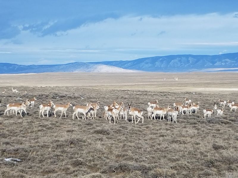 Wildlife Watching That Does Not Require Binoculars 