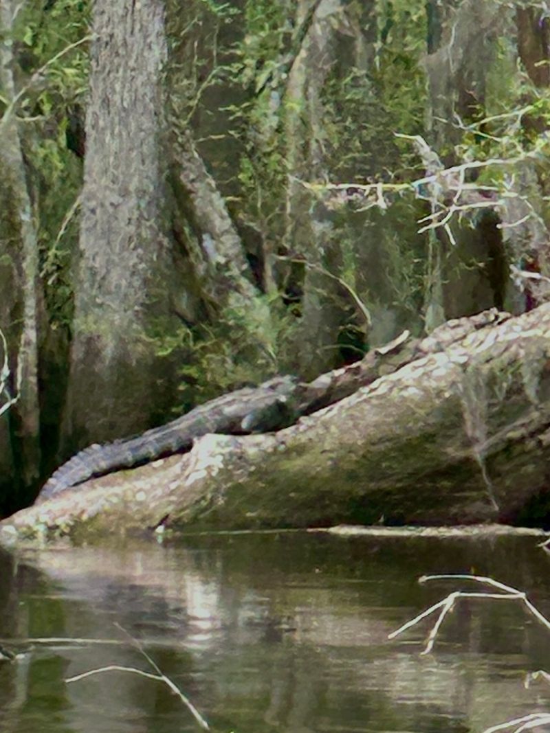 Wildlife Watching Worth The Bug Spray