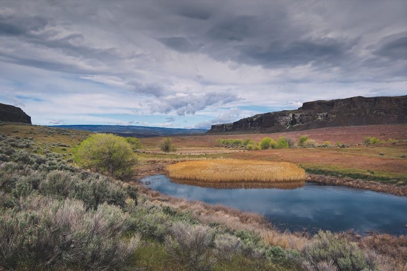 Wildlife, Wildflowers, And The Living Side Of The Desert