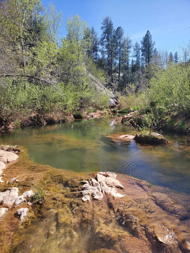 Wildlife, Wildflowers, and Free-Roaming Cows