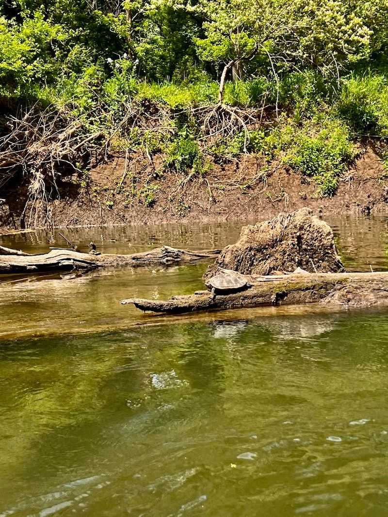 Wildlife You Did Not Expect To See